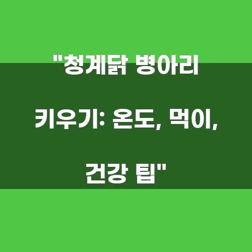 청계닭 병아리 키우기: 온도, 먹이, 건강 팁