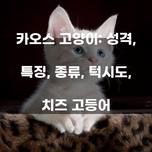 카오스 고양이: 성격, 특징, 종류, 턱시도, 치즈 고등어