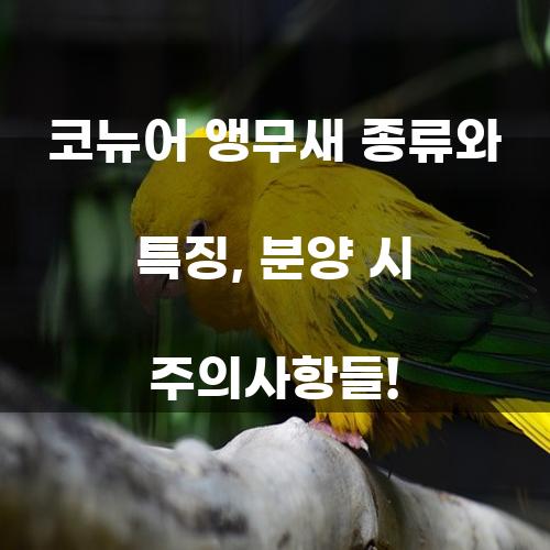 코뉴어 앵무새: 종류와 특징, 분양 시 주의사항