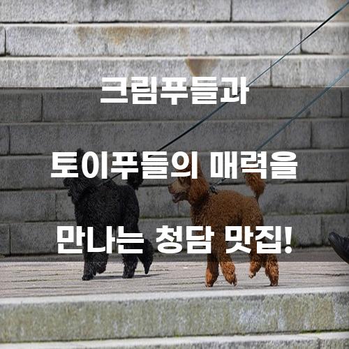 청담 맛집: 크림푸들과 토이푸들의 매력을 만나다!