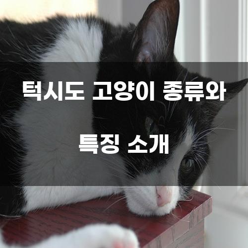 턱시도 고양이: 섬세한 아름다움과 우아함의 대표주자