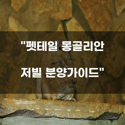 펫테일 몽골리안 저빌 분양가이드