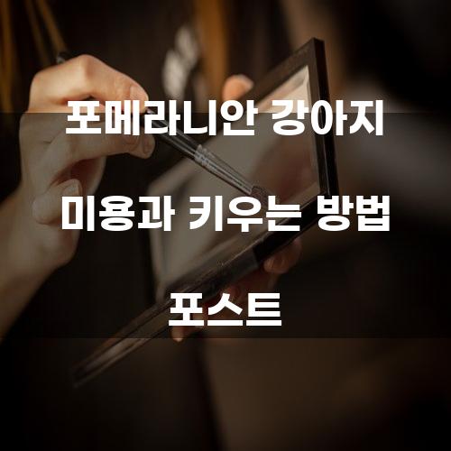 포메라니안 강아지 미용과 키우는 방법