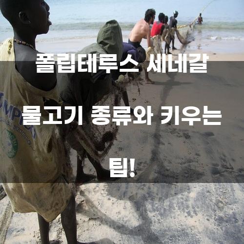 폴립테루스 세네갈 물고기 종류와 키우는 방법