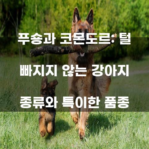 푸숑과 코몬도르: 털 빠지지 않는 강아지 종류와 특이한 품종