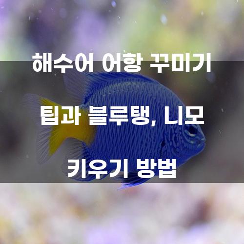 해수어 어항 꾸미기 팁과 블루탱, 니모 키우기 방법