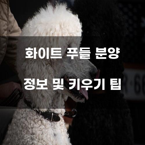 화이트 푸들 분양 정보 및 키우기 팁