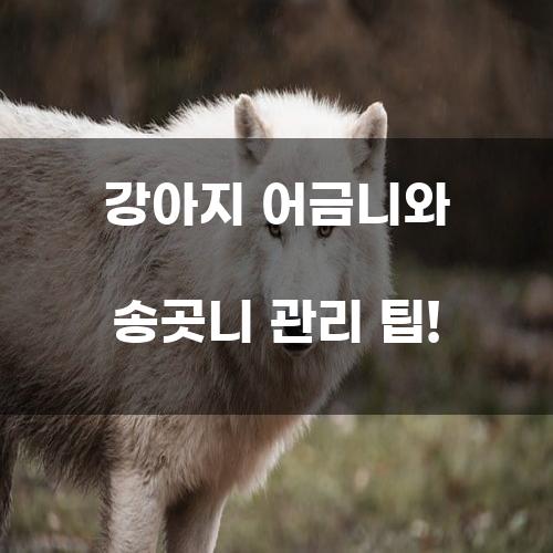 강아지 어금니와 송곳니 관리 팁!