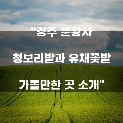 경주 분황사 청보리밭과 유채꽃밭 가볼만한 곳 소개