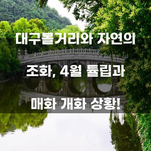 대구볼거리와 자연의 조화: 4월 튤립과 매화 개화 상황!