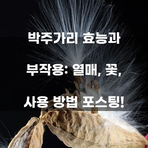 박주가리 효능과 부작용: 열매, 꽃, 사용 방법