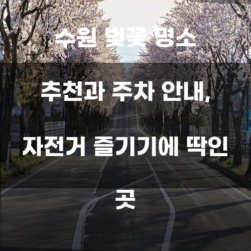 수원 벚꽃 명소 추천과 주차 안내