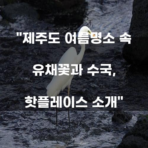 제주도 여름명소 속 유채꽃과 수국, 핫플레이스 소개