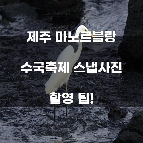 제주 마노르블랑 수국축제 스냅사진 촬영 팁!