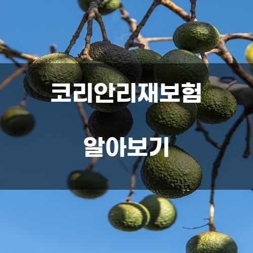코리안리재보험 알아보기