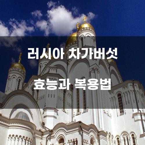 러시아 차가버섯 효능과 복용법