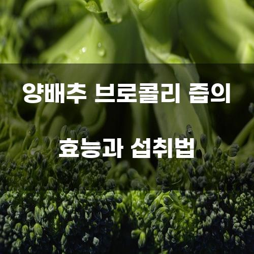 양배추 브로콜리 즙의 효능과 섭취법
