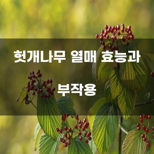 헛개나무 열매 효능과 부작용
