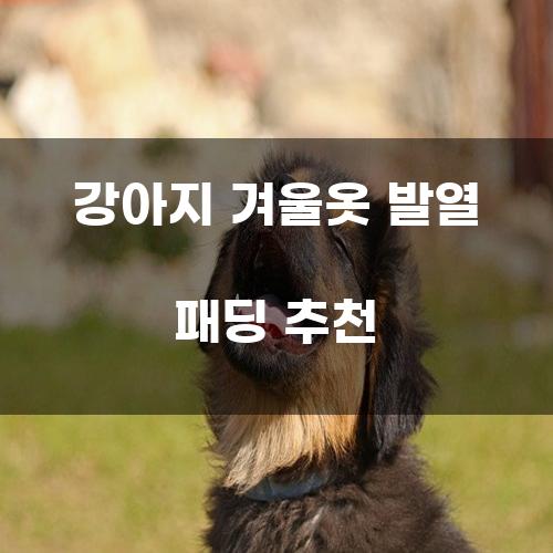 강아지 겨울옷 발열 패딩 추천