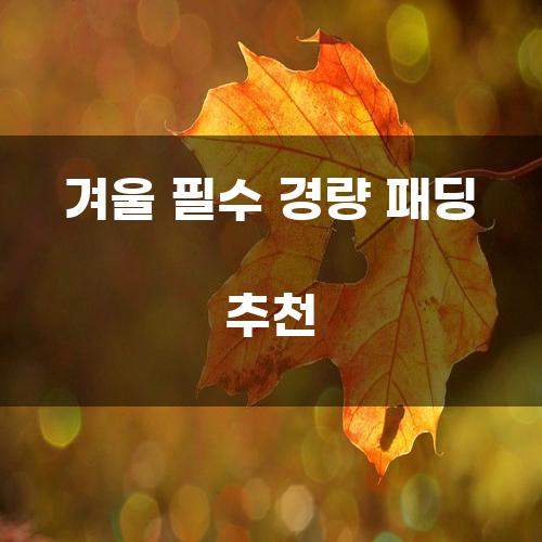 겨울 필수 경량 패딩 추천
