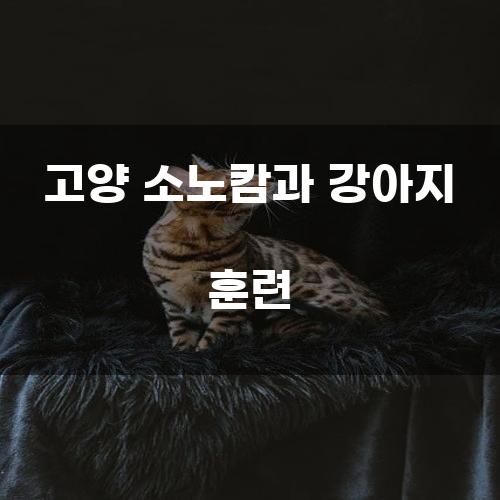 고양 소노캄과 강아지 훈련