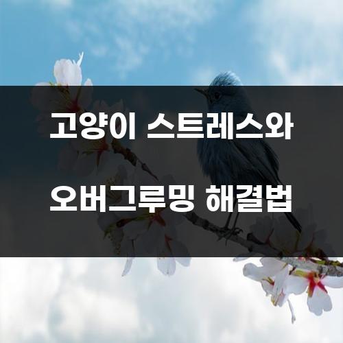 고양이 스트레스와 오버그루밍 해결법