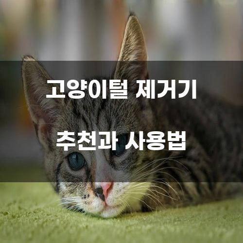 고양이털 제거기 추천과 사용법