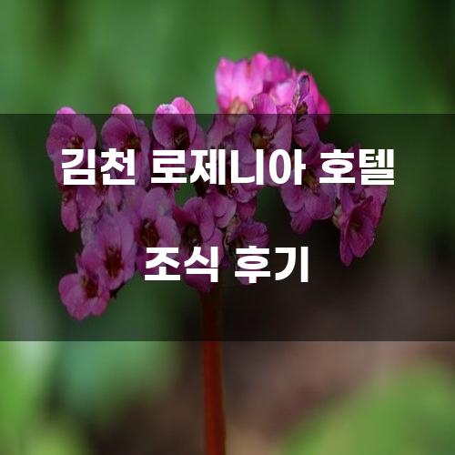 김천 로제니아 호텔 조식 후기