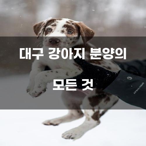 대구 강아지 분양의 모든 것