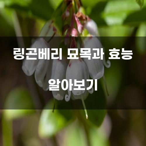 링곤베리 묘목과 효능 알아보기