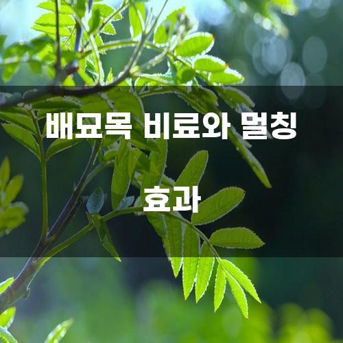 배묘목 비료와 멀칭 효과