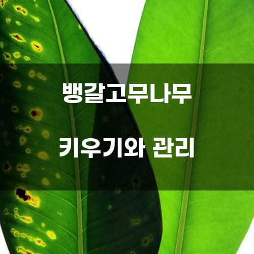 뱅갈고무나무 키우기와 관리