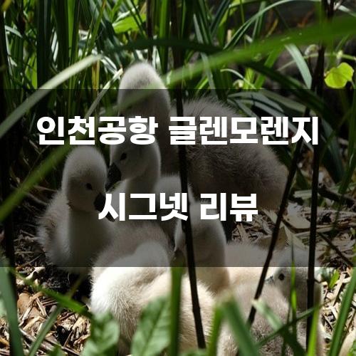 인천공항 글렌모렌지 시그넷 리뷰