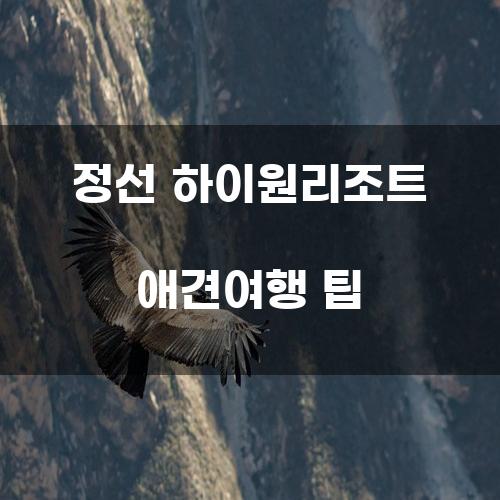 정선 하이원리조트 애견여행 팁