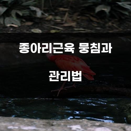 종아리근육 뭉침과 관리법