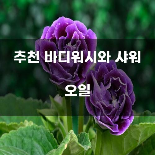 추천 바디워시와 샤워 오일
