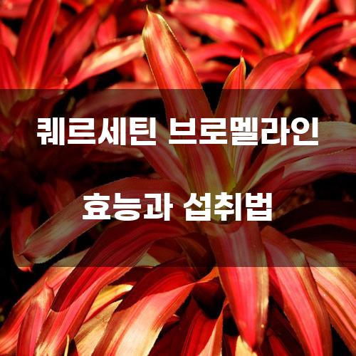 퀘르세틴 브로멜라인 효능과 섭취법