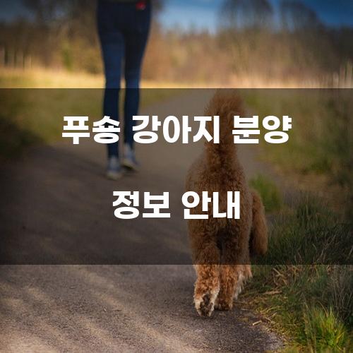 푸숑 강아지 분양 정보 안내