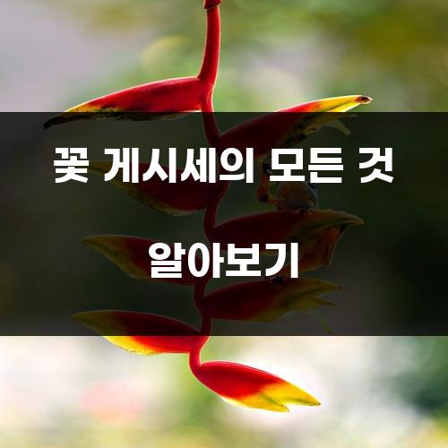 꽃 게시세의 모든 것 알아보기