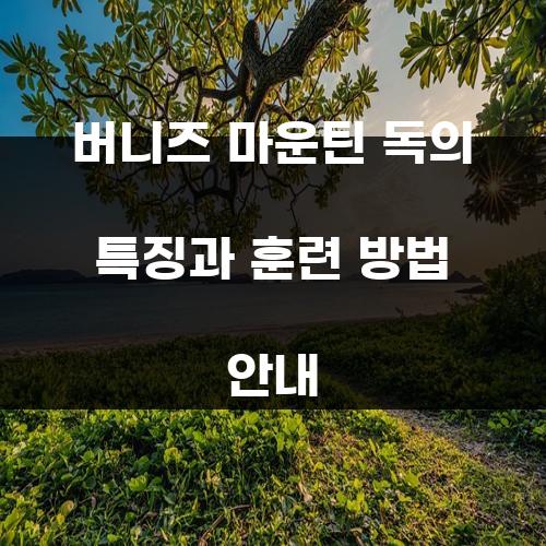 버니즈 마운틴 독의 특징과 훈련 방법 안내