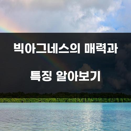 빅아그네스의 매력과 특징 알아보기