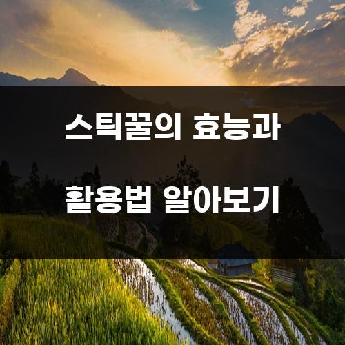 스틱꿀의 효능과 활용법 알아보기